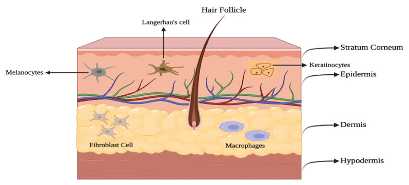 Herbal nanoemulsions in cosmetic science: A comprehensive review of design, preparation, formulation, and characterization.