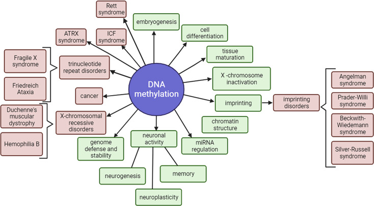 Shedding light on DNA methylation and its clinical implications: the impact of long-read-based nanopore technology.