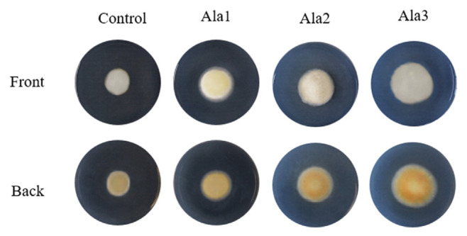Alanine supplementation enhancing cordycepin production in Cordyceps militaris via upregulation of Cns2 and Cns3 genes expression levels.