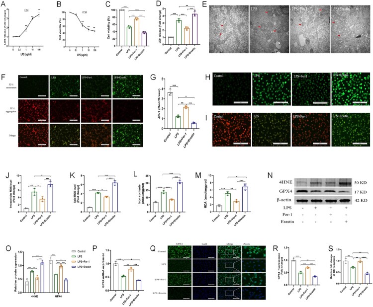 Dexmedetomidine inhibits ferroptosis and attenuates sepsis-induced acute kidney injury via activating the Nrf2/SLC7A11/FSP1/CoQ10 pathway.
