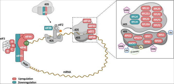 Ribosomal rodeo: wrangling translational machinery in gynecologic tumors.