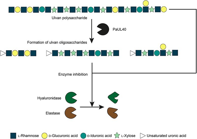Pseudoalteromonas agarivorans-derived novel ulvan lyase of polysaccharide lyase family 40: Potential application of ulvan and partially hydrolyzed products in cosmetic industry.