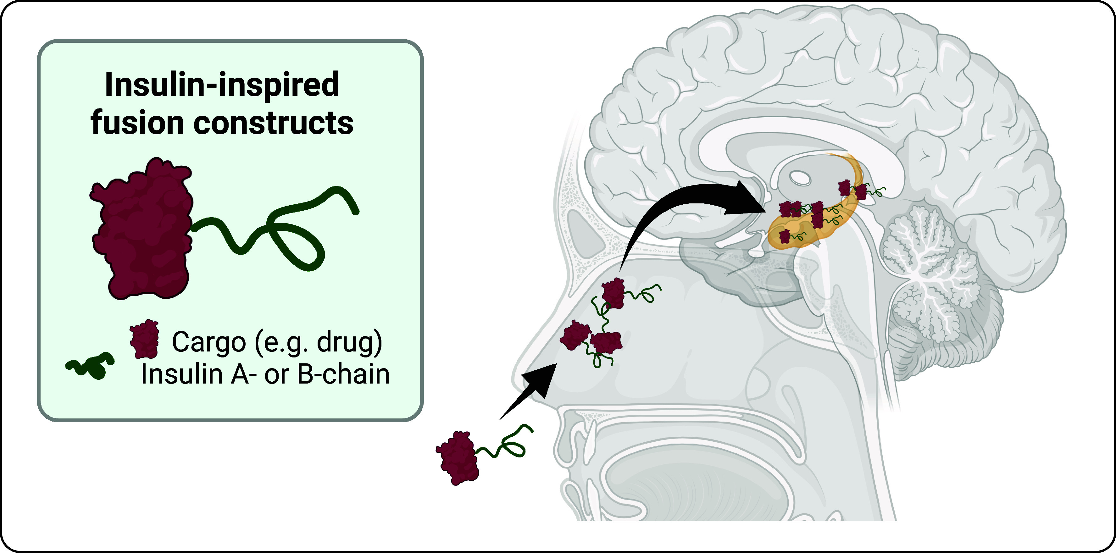 Insulin-inspired peptides may open new pathways to treat Alzheimer's disease.
