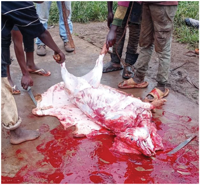 Occurrence of Taenia species and Toxoplasma gondii in pigs slaughtered in Bujumbura city, Kayanza and Ngozi provinces, Burundi.