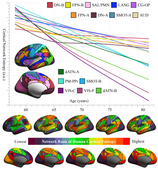 Older is order: entropy reduction in cortical spontaneous activity marks healthy aging.