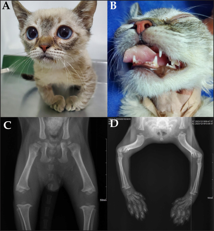 Molecular detection of a novel mutation in the <i>TPO</i> gene associated with congenital hypothyroidism in a cat: Case report.