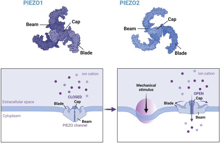 The Role of Mechanosensitive Piezo Channels in Chronic Pain.