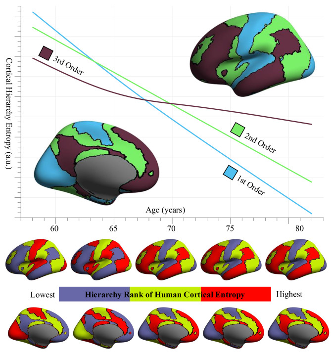 Older is order: entropy reduction in cortical spontaneous activity marks healthy aging.