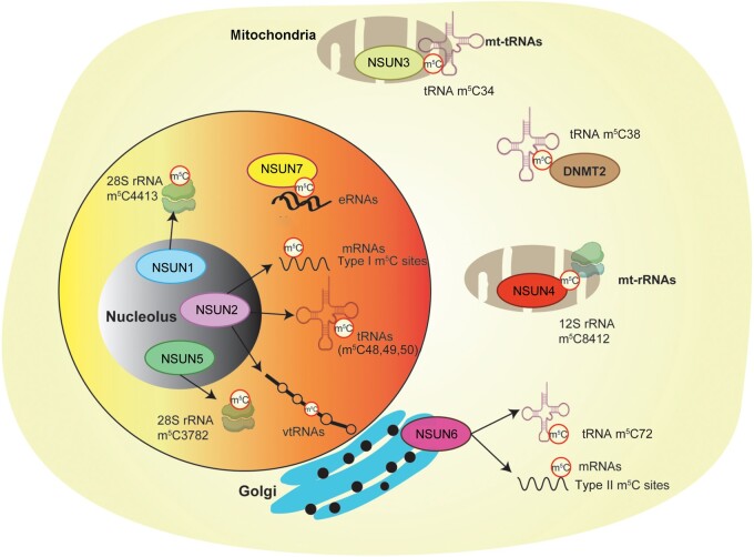 RNA 5-Methylcytosine Modification: Regulatory Molecules, Biological Functions, and Human Diseases.