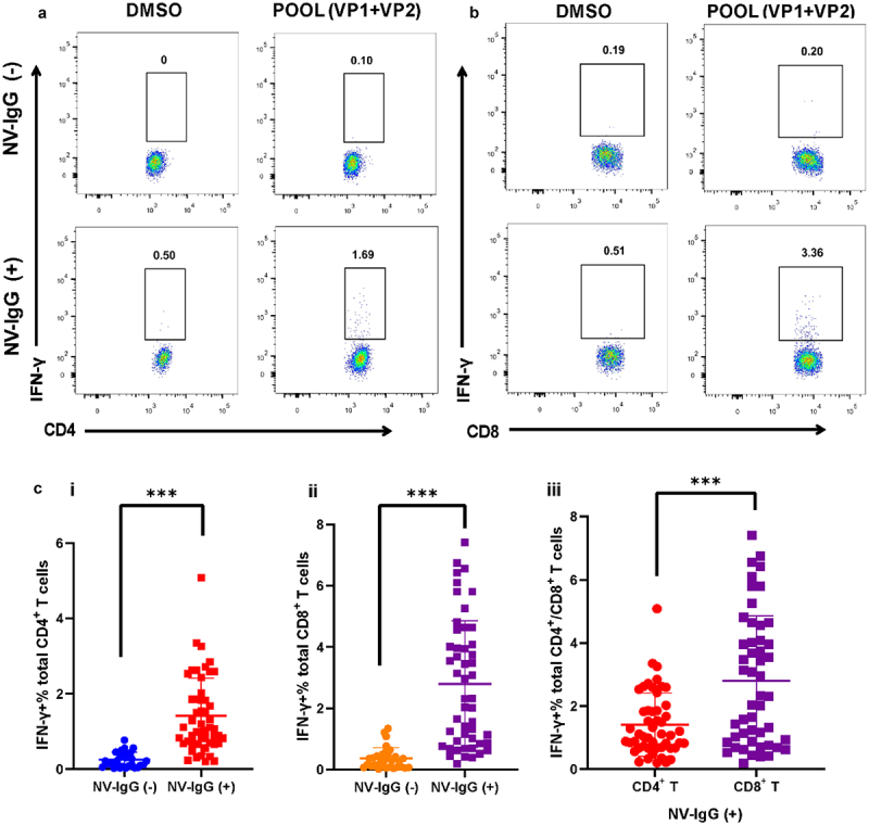 Characteristics of Norovirus capsid protein-specific CD8<sup>+</sup> T-Cell responses in previously infected individuals.