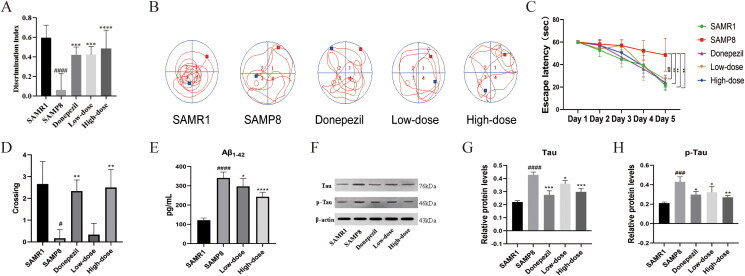 Integrating network pharmacology and experimental validation to investigate the effects and mechanism of Renshen Shouwu decoction for ameliorating Alzheimer's disease.