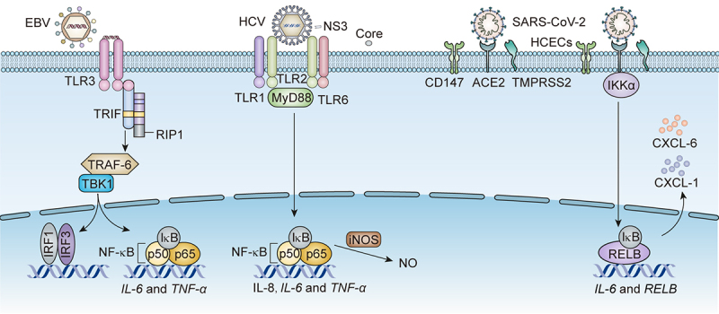 Dry eye disease caused by viral infection: Past, present and future.