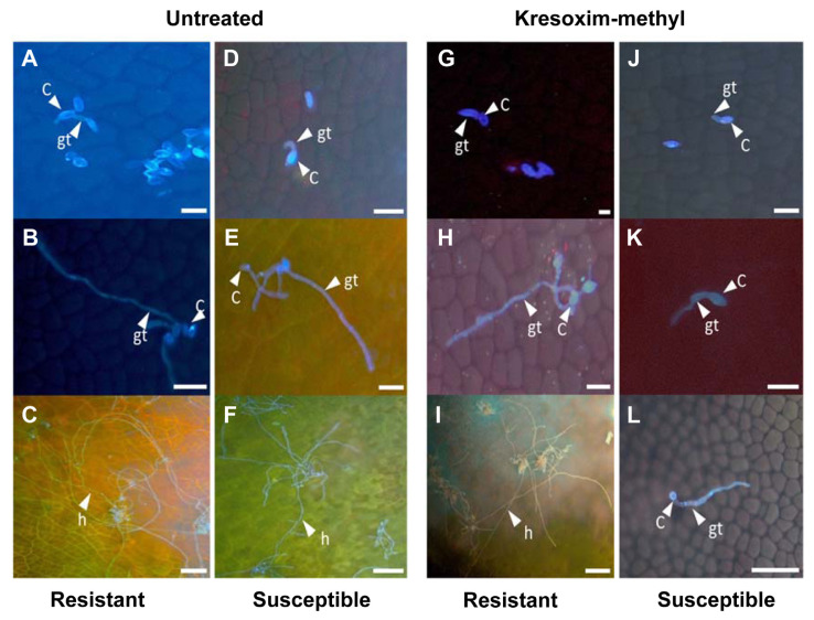 Different Infection Structures and Point Mutation of Diaporthe citri Showing Resistant against Systemic Fungicides.