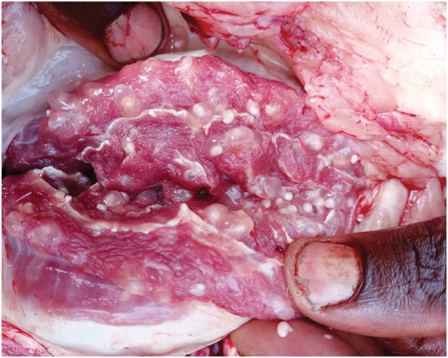 Occurrence of Taenia species and Toxoplasma gondii in pigs slaughtered in Bujumbura city, Kayanza and Ngozi provinces, Burundi.