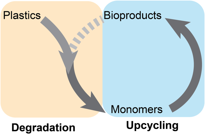 Co-consumption for plastics upcycling: A perspective