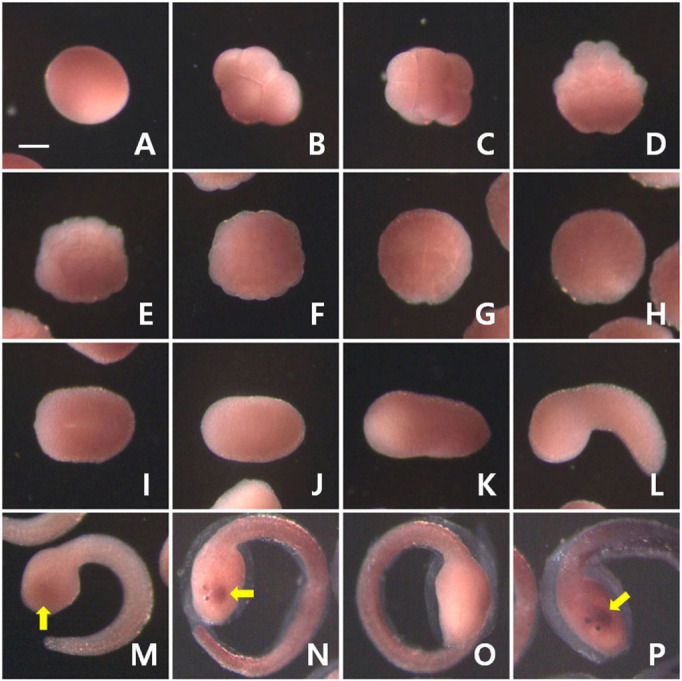 <i>PACRG</i> is Expressed on the Left Side of the Brain Vesicle in the Ascidian <i>Halocynthia</i> Larva.