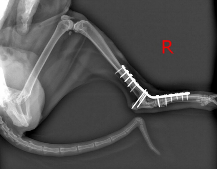 Successful phage-antibiotic therapy of <i>P. aeruginosa</i> implant-associated infection in a Siamese cat.