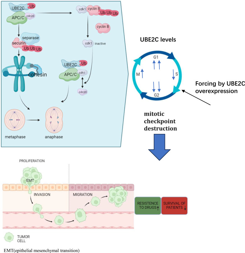 Ubiquitination-Binding Enzyme 2C is Associated with Cancer Development and Prognosis and is a Potential Therapeutic Target.