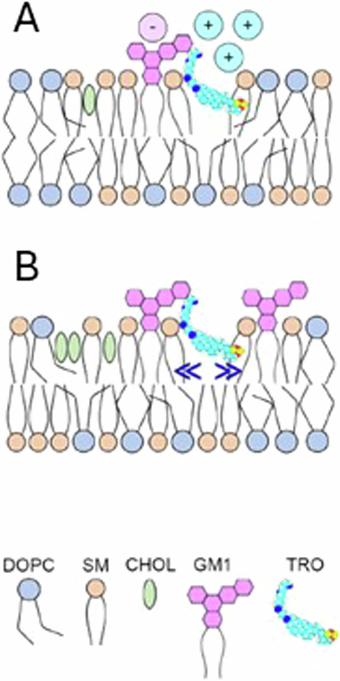Anti-aging properties of the aminosterols of the dogfish shark.