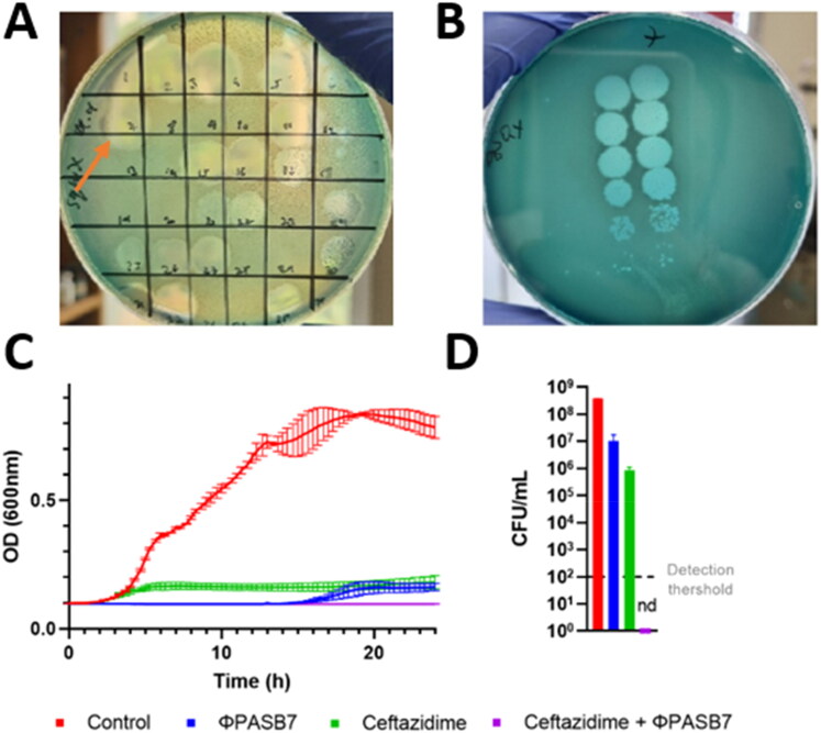 Successful phage-antibiotic therapy of <i>P. aeruginosa</i> implant-associated infection in a Siamese cat.