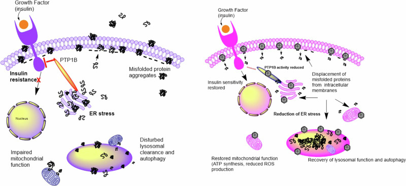 Anti-aging properties of the aminosterols of the dogfish shark.