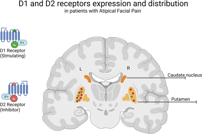 Amitriptyline-perphenazine therapy for persistent idiopathic facial pain: translational perspectives from a retrospective study.