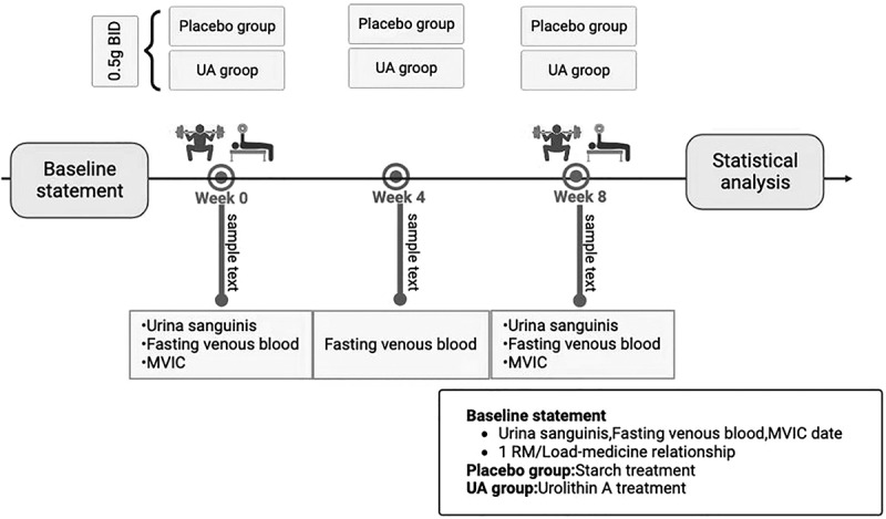 Assessment of Urolithin A effects on muscle endurance, strength, inflammation, oxidative stress, and protein metabolism in male athletes with resistance training: an 8-week randomized, double-blind, placebo-controlled study.