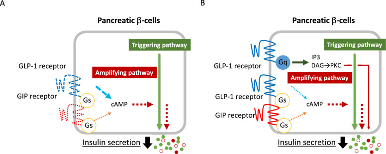 Regulation of glucose metabolism by incretins: implications for treatment of type 2 diabetes.