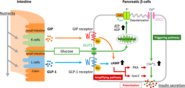 Regulation of glucose metabolism by incretins: implications for treatment of type 2 diabetes.