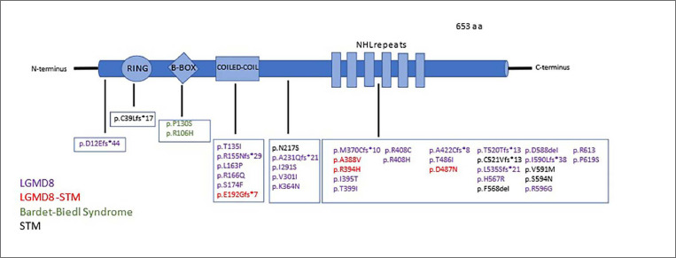 The <i>TRIM32</i> geno-phenotype spectrum: a literature review and 25-year clinical follow-up of two brothers living with sarcotubular myopathy.