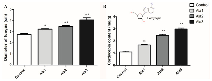 Alanine supplementation enhancing cordycepin production in Cordyceps militaris via upregulation of Cns2 and Cns3 genes expression levels.