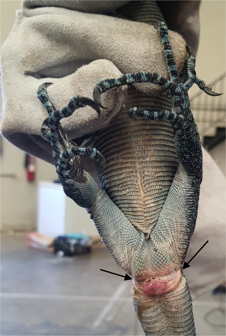 Endoscopic techniques for early diagnosis of cloacal pathologies and sex determination in blue spotted tree monitor (<i>Varanus macraei)</i> and Cuming's water monitor (<i>Varanus cumingi)</i>.