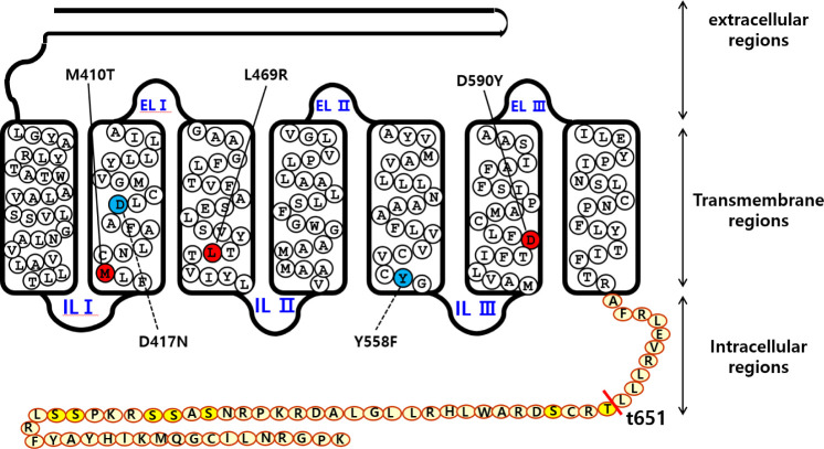 Signal Transduction of Constitutive Activating and Inactivating Eel Lutropin/Choriogonadotropin Receptor (Eel LH/CGR) Mutants by Recombinant Equine Chorionic Gonadotropin (Rec-eCG).