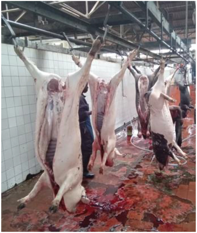 Occurrence of Taenia species and Toxoplasma gondii in pigs slaughtered in Bujumbura city, Kayanza and Ngozi provinces, Burundi.