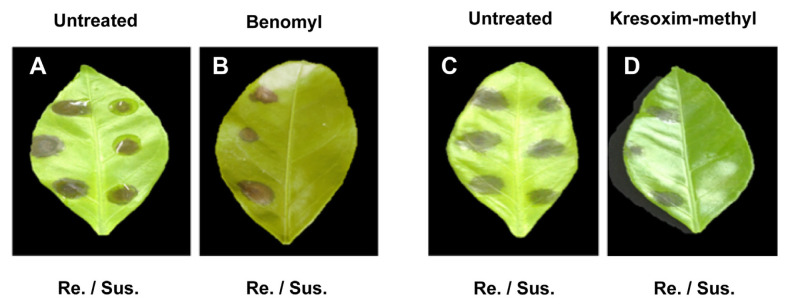 Different Infection Structures and Point Mutation of Diaporthe citri Showing Resistant against Systemic Fungicides.