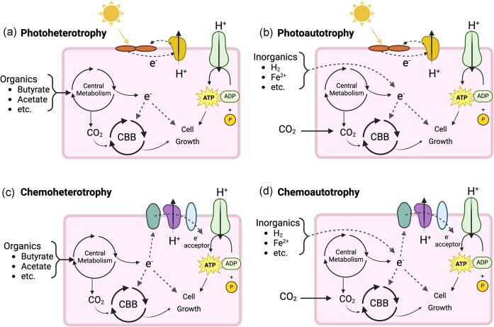 Purple non-sulfur bacteria for biotechnological applications.