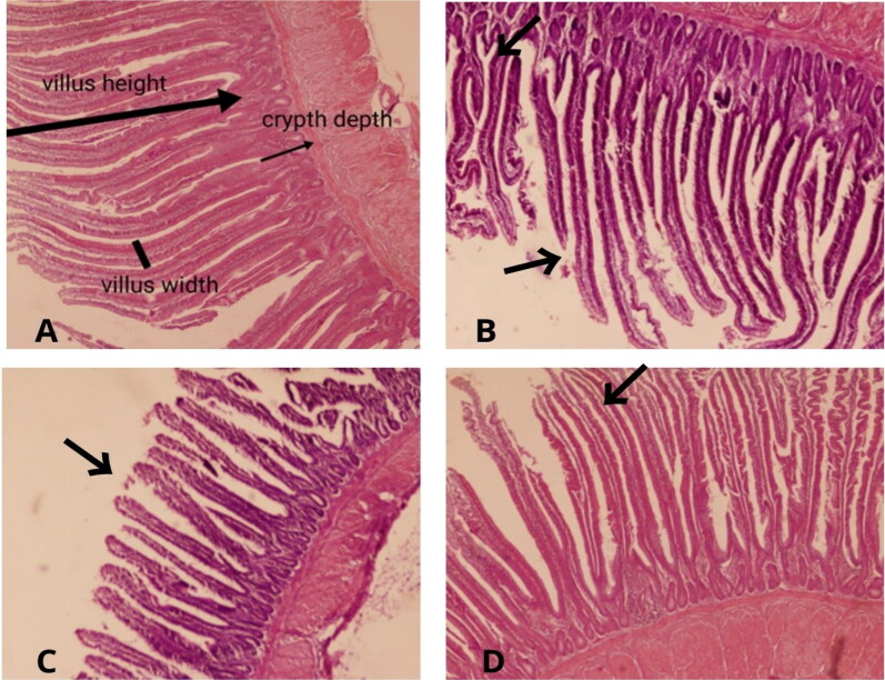 Effects of hempseed (<i>Cannabis sativa L.</i>) in diet on growth, gut health, and immunity in broilers.