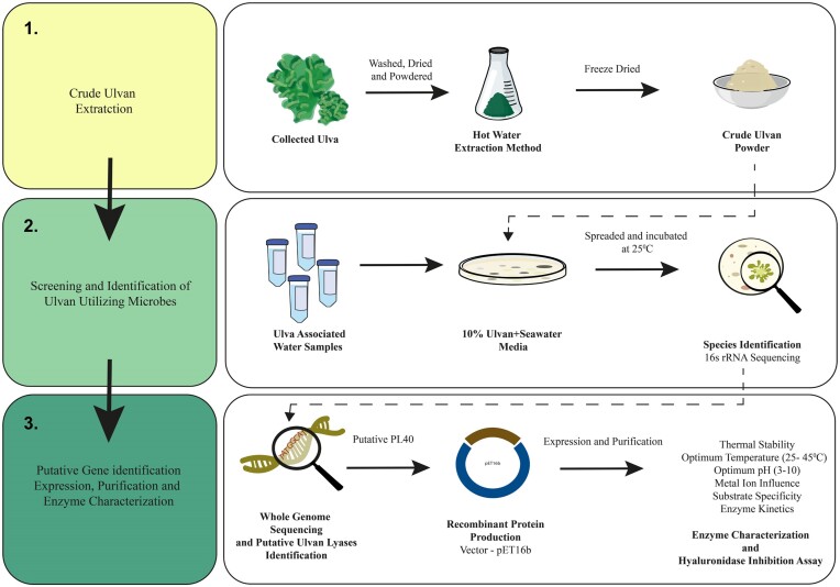 Pseudoalteromonas agarivorans-derived novel ulvan lyase of polysaccharide lyase family 40: Potential application of ulvan and partially hydrolyzed products in cosmetic industry.