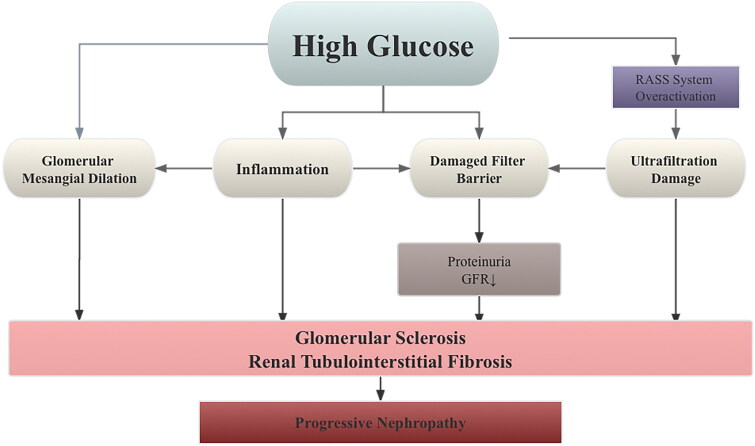 Advances in Traditional Chinese Medicine research in diabetic kidney disease treatment.