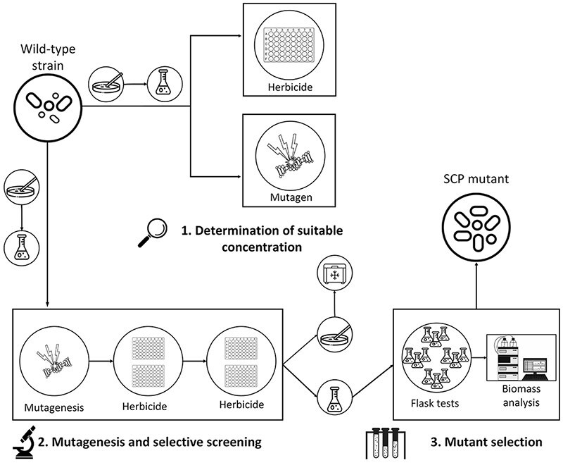 Enhanced amino acid biosynthesis in Phaffia rhodozyma via herbicide-induced selection.