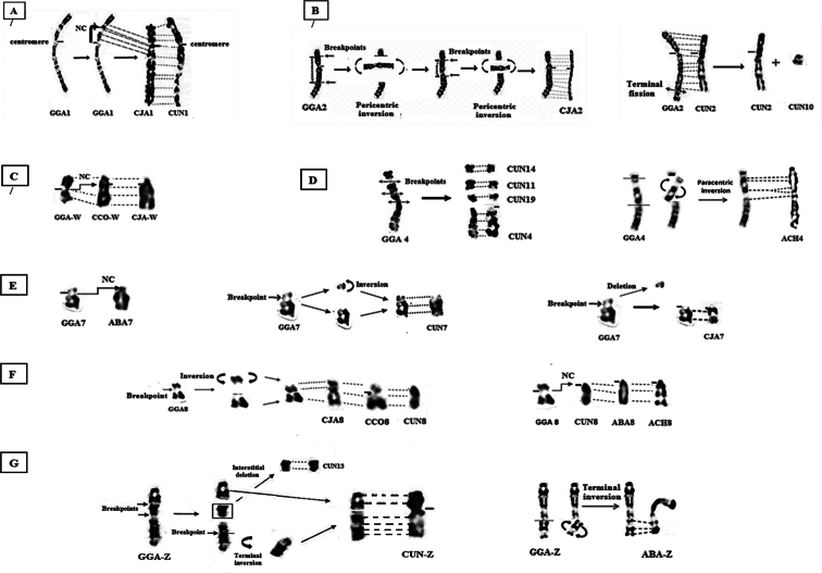 ﻿Highlighting chromosomal rearrangements of five species of Galliformes (Domestic fowl, Common and Japanese quail, Barbary and Chukar partridge) and the Houbara bustard, an endangered Otidiformes: banding cytogenetic is a powerful tool.