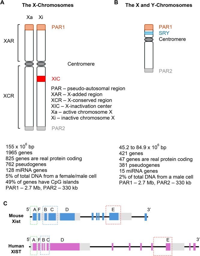 X-inactive-specific transcript: a long noncoding RNA with a complex role in sex differences in human disease.