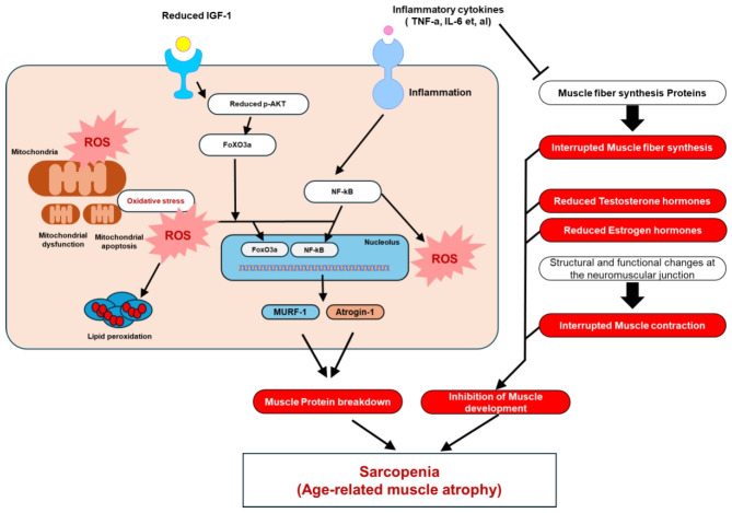 A review of sarcopenia pathogenesis and therapeutic approaches: resistance exercise, nutrition, and monoterpenes.