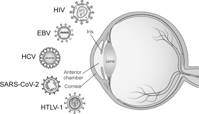 Dry eye disease caused by viral infection: Past, present and future.