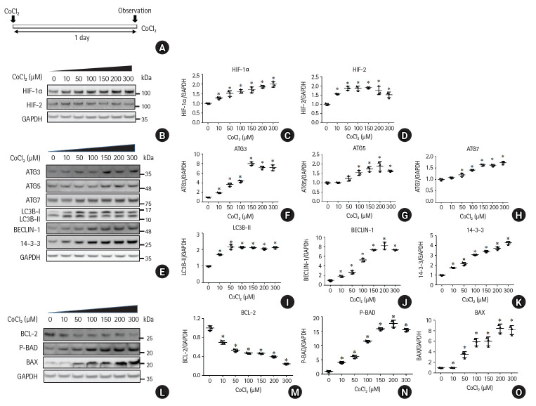 Dexmedetomidine alleviates CoCl2-induced hypoxic cellular damage in INS-1 cells by regulating autophagy.