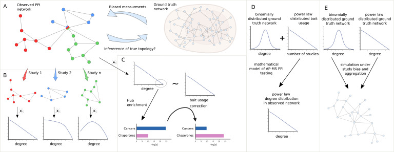 Emergence of power law distributions in protein-protein interaction networks through study bias.