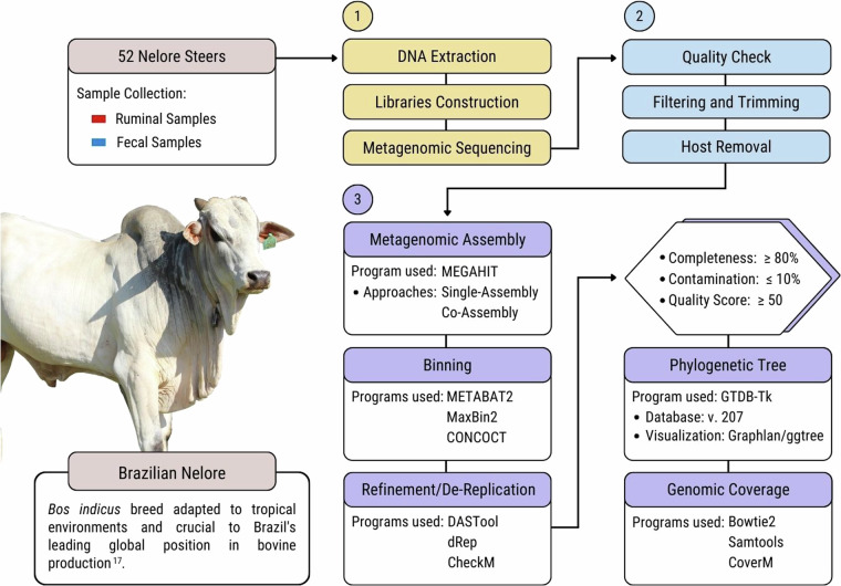 Recovery of metagenome-assembled genomes from the rumen and fecal microbiomes of Bos indicus beef cattle.