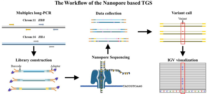 Application of third-generation sequencing technology in the genetic testing of thalassemia.