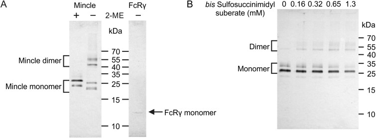 Preformed mincle dimers stabilized by an interchain disulfide bond in the neck region.