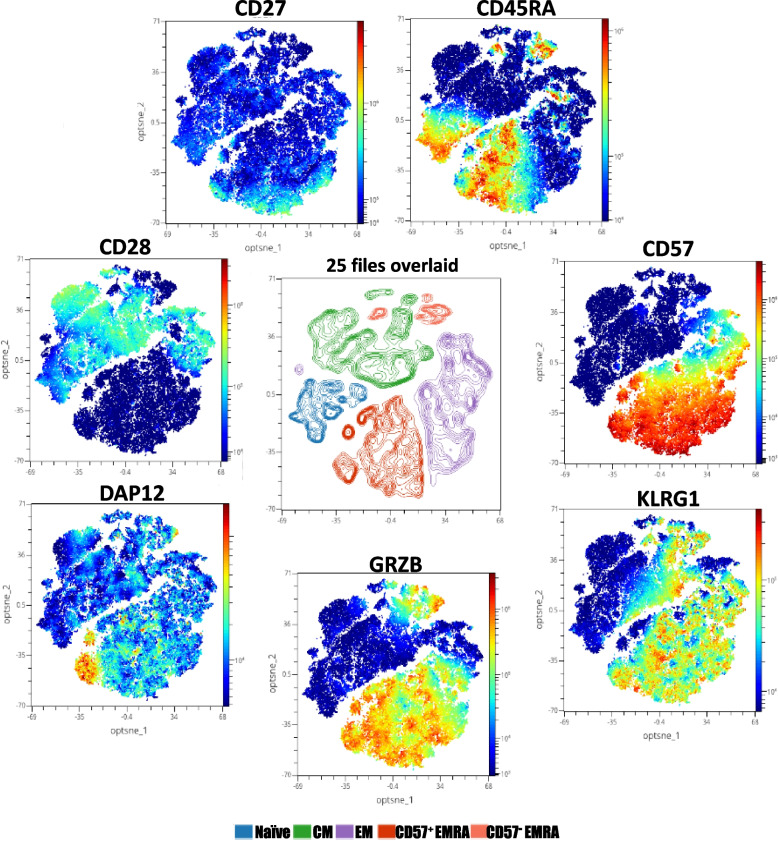 CD57<sup>+</sup> EMRA CD8<sup>+</sup> T cells in cancer patients over 70: associations with prior chemotherapy and response to anti-PD-1/PD-L1 therapy.